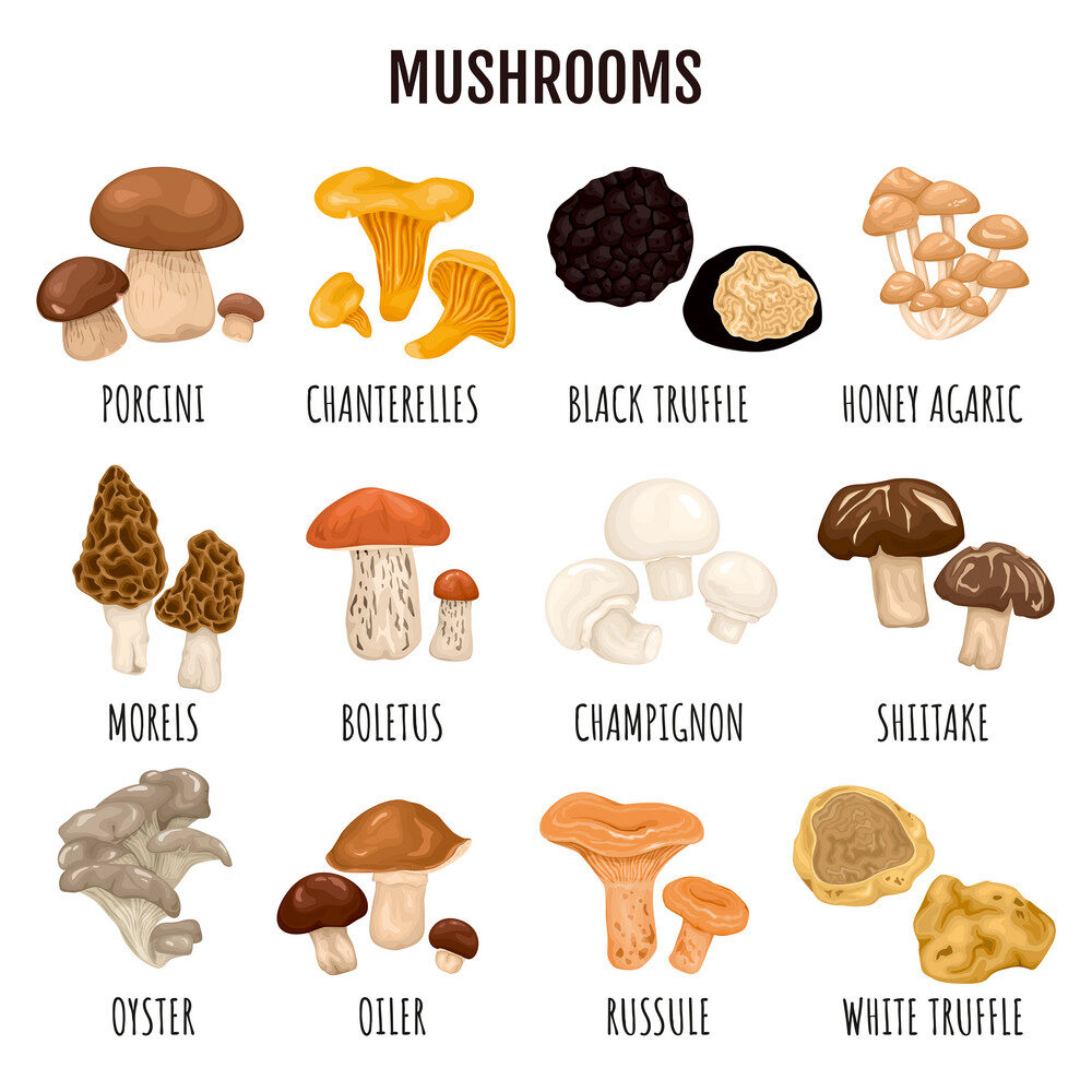 different varieties of mushrooms